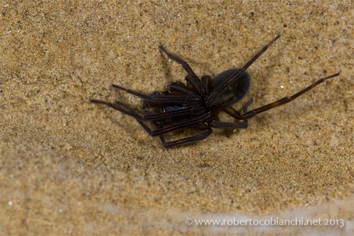 Amaurobius ferox in grotta - Castel San Pietro Terme (BO)